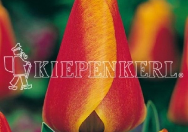 Tulipa, Darvina hibrīds Apeldoorn Elite 11/12