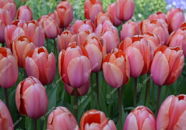 Tulipa, Darvina hibrīds Apricot Impression 11/12
