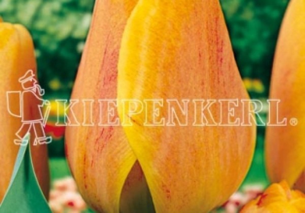 Tulipa, Darvina hibrīds Beauty Of Apeldoorn 11/12
