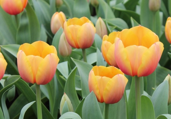 Tulipa, Darvina hibrīds Cash 11/12