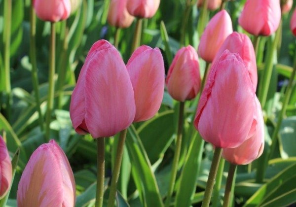 Tulipa, Darvina hibrīds Design Impression 11/12