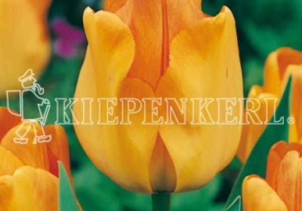 Tulipa, Darvina hibrīds Daydream 11/12