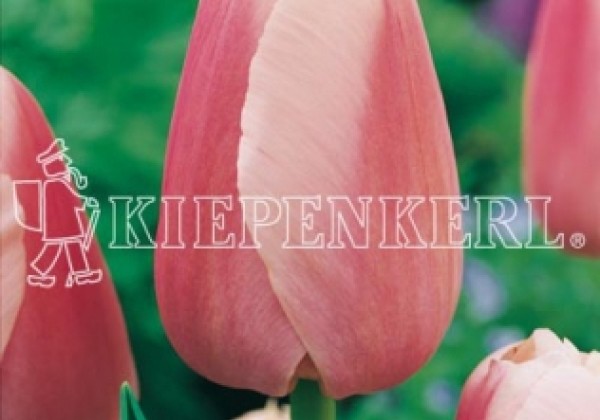 Tulipa, Darvina hibrīds Ollioules 11/12