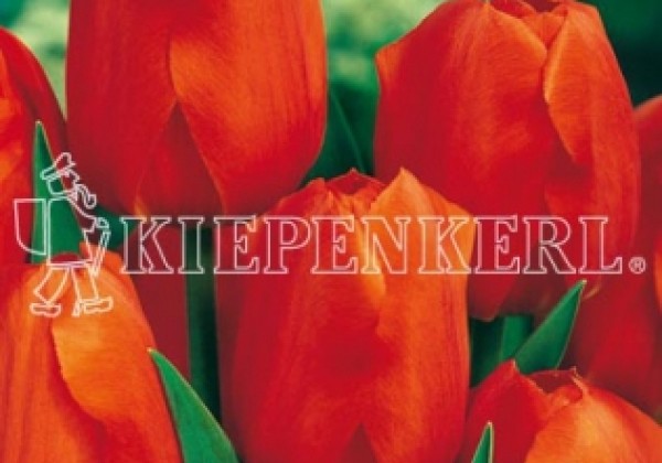Tulipa, Darvina hibrīds Oranjezon 11/12