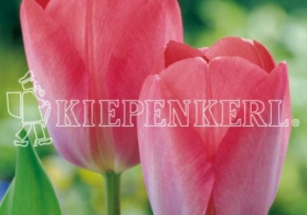 Tulipa, Darvina hibrīds Van Eijk 11/12