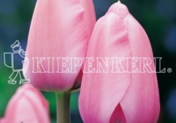 Tulipa, Darvina hibrīds Pink Impression 11/12