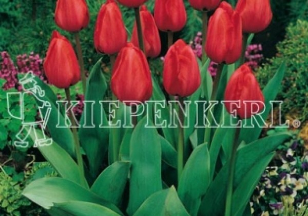 Tulipa, Darvina hibrīds Red Impression 11/12