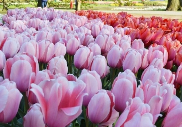 Tulipa, Darvina hibrīds Salmon Impression 11/12