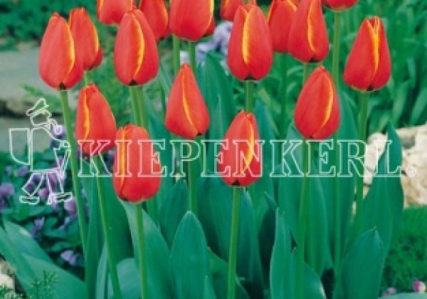 Tulipa, Darvina hibrīds World'S Favourite 11/12