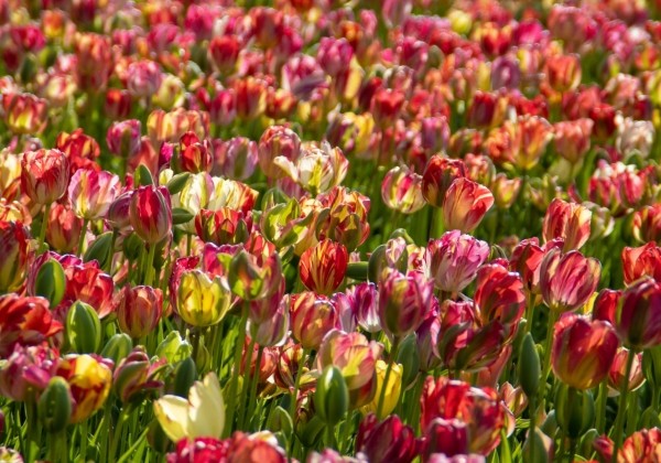 Tulipa, vēla, vienk. z. Sea of Lights 11/12