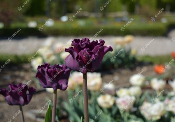 Tulipa, triumfa Crown of Negrita 11/12