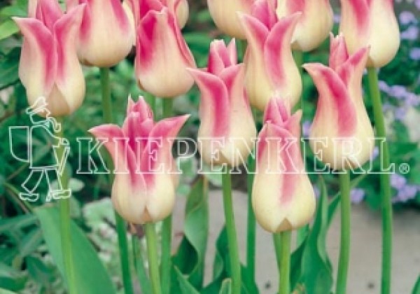Tulipa, lilijziedu Elegant Lady 11/12