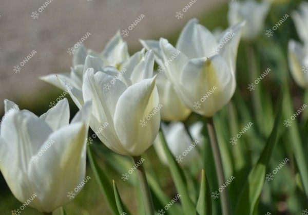 Tulipa, lilijziedu White Triumphator 11/12