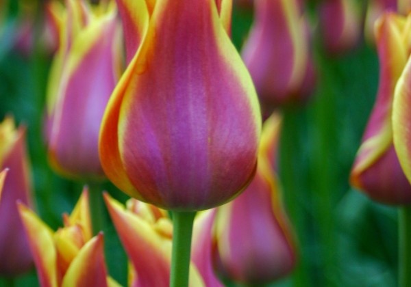 Tulipa, lilijziedu Sonnet 11/12