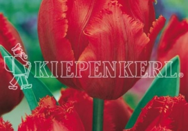 Tulipa, bārkstaina Arma 11/12