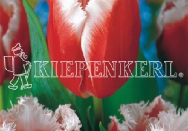 Tulipa, bārkstaina Canasta 11/12