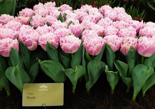 Tulipa, bārkstaina Perth 11/12