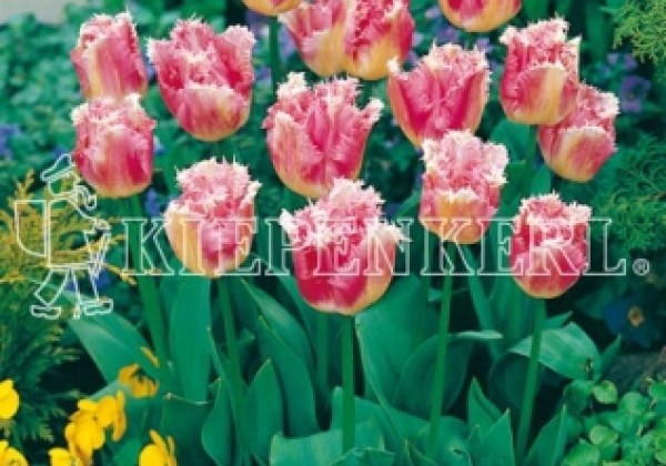 Tulipa, bārkstaina Fancy Frills 11/12
