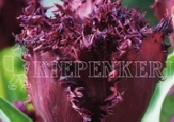 Tulipa, bārkstaina Labrador 11/12