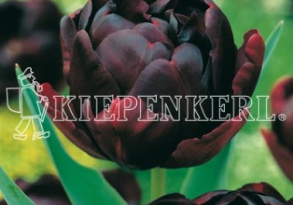 Tulipa, vēla, pild. z. Black Hero 11/12