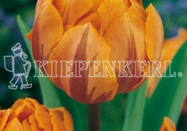 Tulipa, vēla, pild. z. Orange Princess 11/12