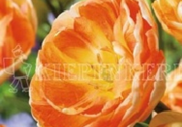 Tulipa, vēla, pild. z. Orange Angelique 11/12