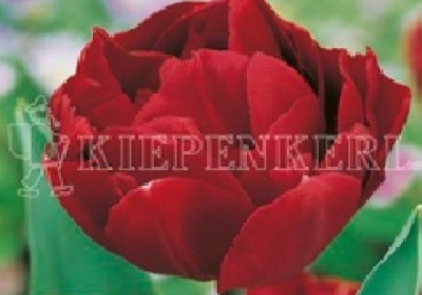 Tulipa, vēla, pild. z. Uncle Tom 11/12