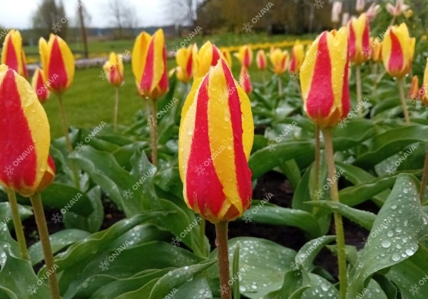 Tulipa, Kaufmaņa Stresa 11/12