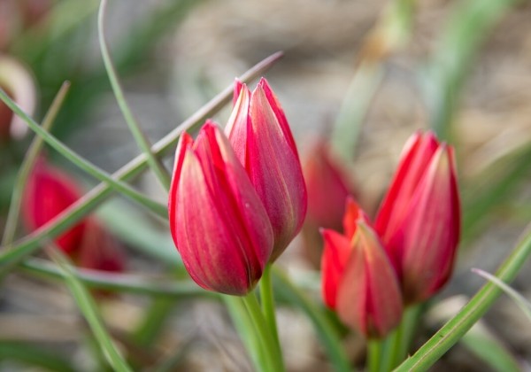 Tulipa spec. Fenna