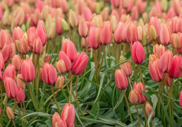 Tulipa clusiana Annika