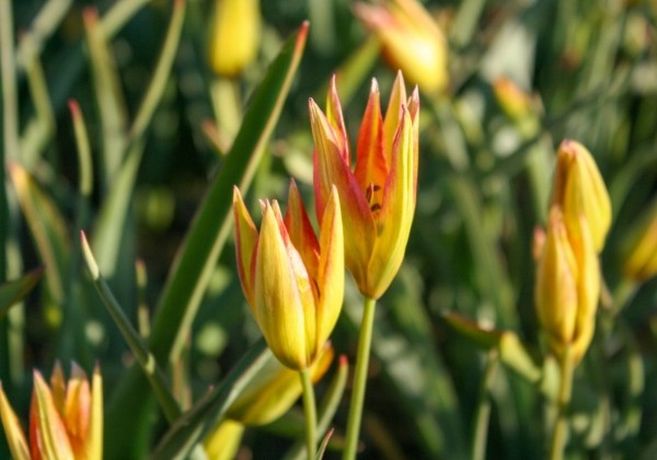 Tulipa orphanidea Flava 6/+