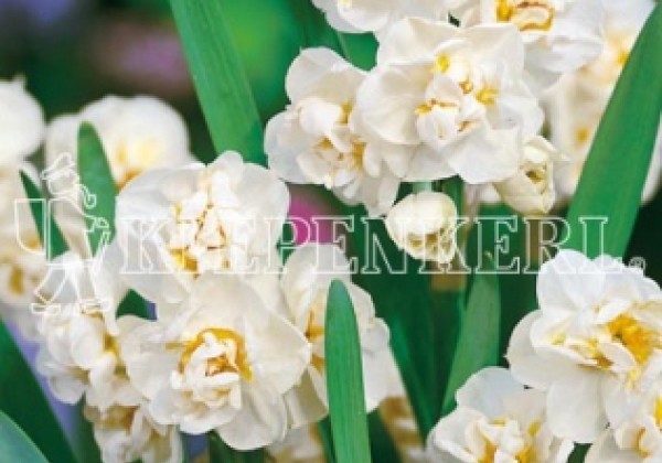 Narcissus, pildītiem z. Bridal Crown 14/+
