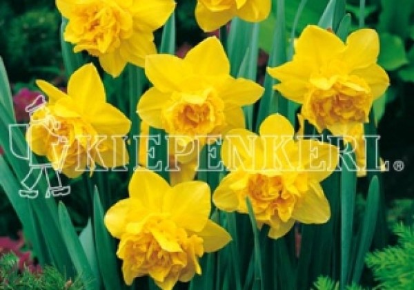 Narcissus, pildītiem z. Dick Wilden 14/16