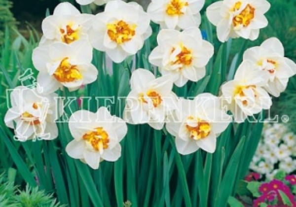 Narcissus, pildītiem z. Flower Drift 14/16