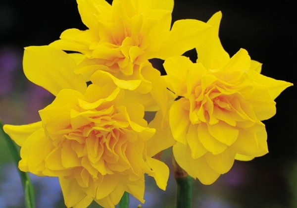 Narcissus, pildītiem z. Golden Delicious 12/14