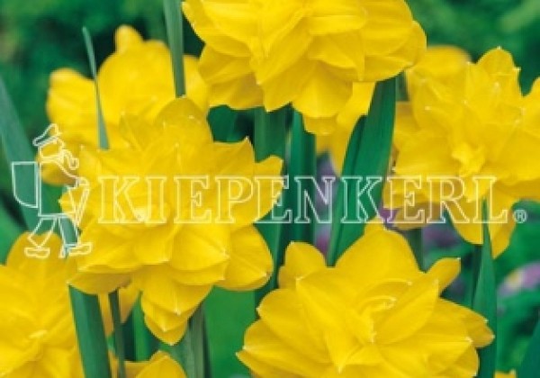 Narcissus, pildītiem z. Golden Ducat 14/16