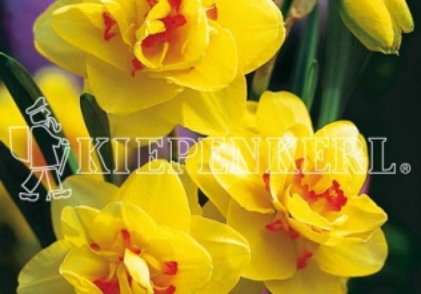 Narcissus, pildītiem z. Tahiti 14/16
