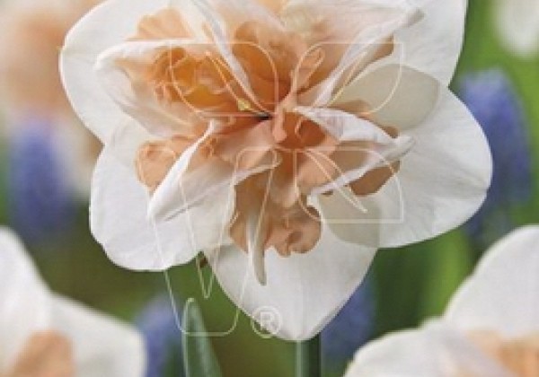 Narcissus, pildītiem z. Replete 12/14