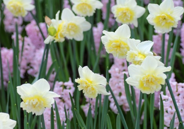 Narcissus, pildītiem z. Ice King 12/14