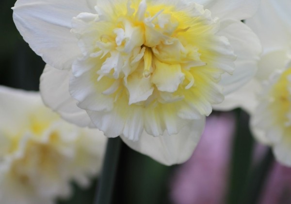 Narcissus, pildītiem z. Ice King 12/14