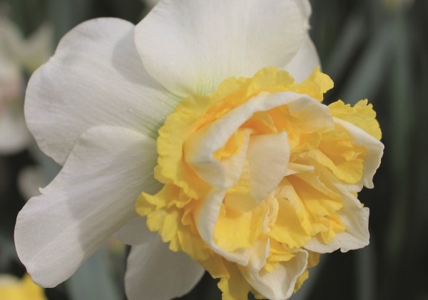 Narcissus, pildītiem z. Wave 12/14