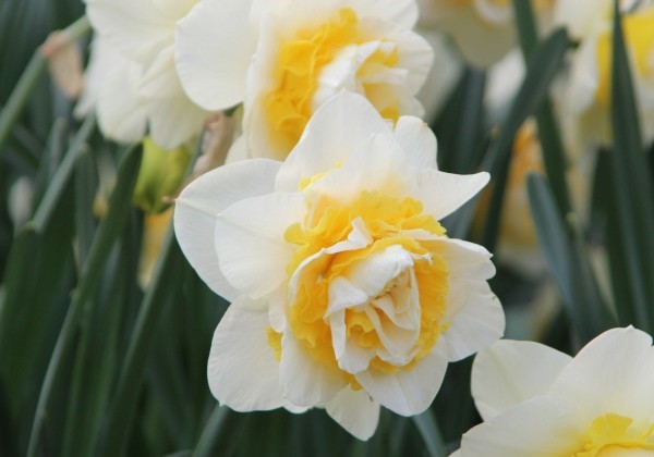 Narcissus, pildītiem z. White Lion 12/14