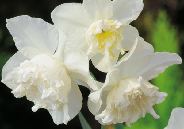 Narcissus, pildītiem z. White Marvel 12/14