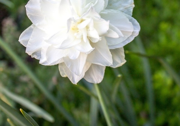 Narcissus, pildītiem z. White Marvel 12/14