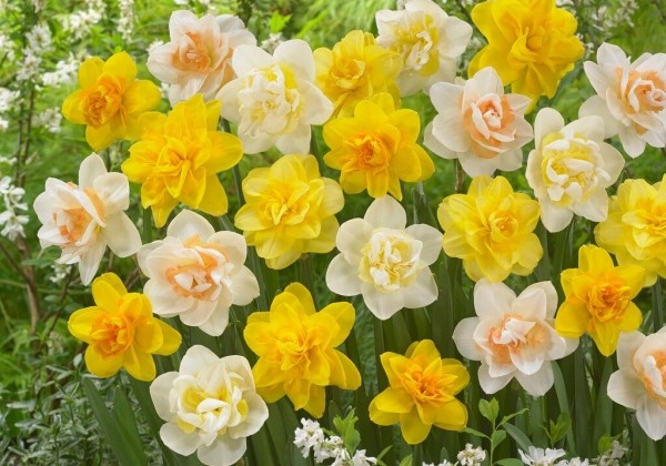 Narcissus, pildītiem z. Narzissen Mischung 12/14