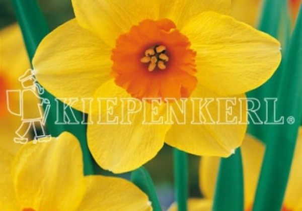 Narcissus, sīkziedu Birma 14/16