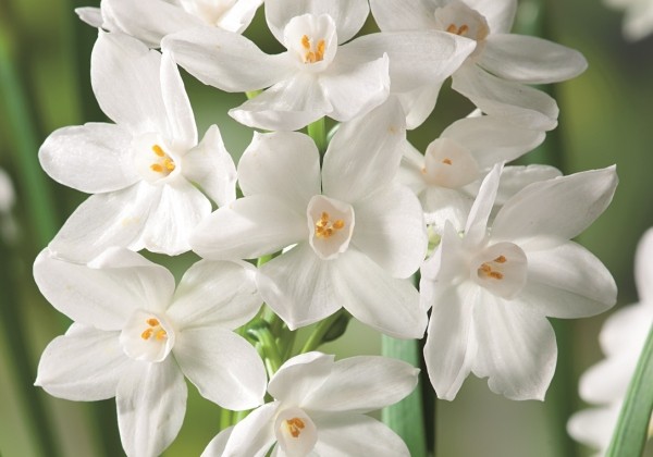 Narcissus tazetta Ziva 14/15