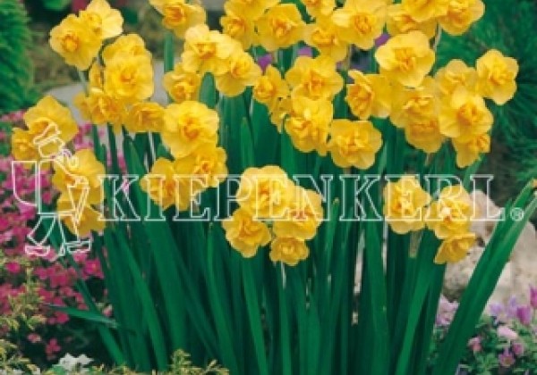 Narcissus, daudzziedu Yellow Cheerfulness 14/16