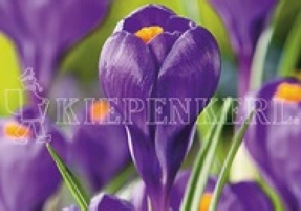 Crocus vernus Flower Record 8/9