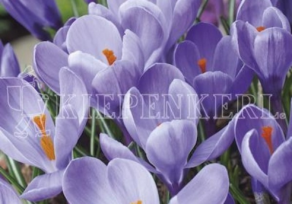 Crocus vernus Grand Maitre 8/9